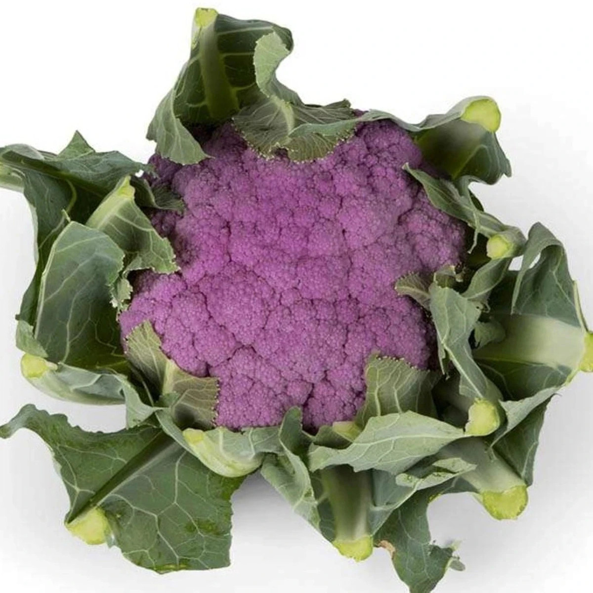 Karfiol Purpurina F1 - Brassica oleracea - predaj semien - 10 ks