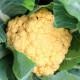 Karfiol Lisboa F1 - Brassica oleracea - predaj semien - 10 ks