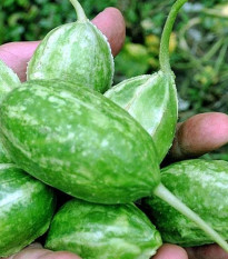 Uhorka Liso Calcuta - Cucumis anguria - predaj semien - 12 ks