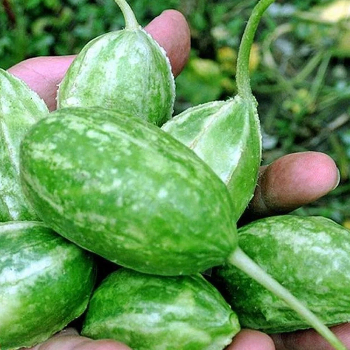 Uhorka Liso Calcuta - Cucumis anguria - predaj semien - 12 ks