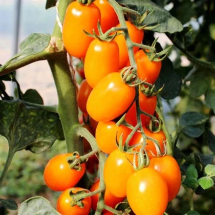 Paradajka tyčková Dattorange F1 - Solanum lycopersicum - predaj semien - 6 ks