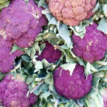 Karfiol Di Sicilia Violetto - Brassica oleracea - predaj semien - 30 ks