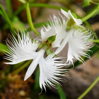 Vtáčia orchidea - Habenaria radiata - predaj cibuľovín - 1 ks
