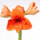 Zornica Naranja - Hippeastrum - predaj cibuľovín - 1 ks