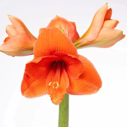 Zornica Naranja - Hippeastrum - predaj cibuľovín - 1 ks
