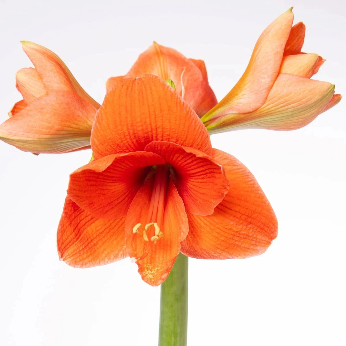 Zornica Naranja - Hippeastrum - predaj cibuľovín - 1 ks