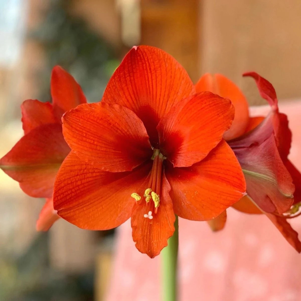 Zornica Naranja - Hippeastrum - predaj cibuľovín - 1 ks