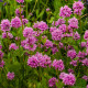 Kukučka alpínska - Lychnis alpina - semiačka - 20 ks