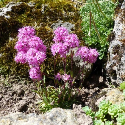 Kukučka alpínska - Lychnis alpina - semiačka - 20 ks