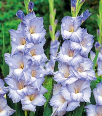 Gladiola Cobain - Gladiolus - predaj cibuľovín - 3 ks