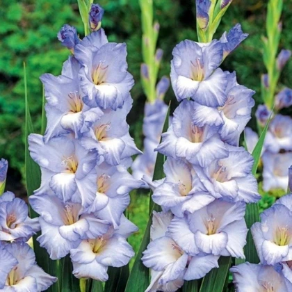 Gladiola Cobain - Gladiolus - predaj cibuľovín - 3 ks