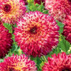Georgína Aiyana - Dahlia - predaj cibuľovín - 1 ks