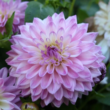 Georgína Time For All - Dahlia - predaj cibuľovín - 1 ks