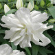 Ľalia Lotus Ice - Lilium - predaj cibuľovín - 1 ks
