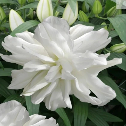 Ľalia Lotus Ice - Lilium - predaj cibuľovín - 1 ks
