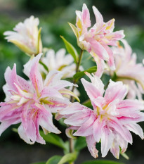 Ľalia Magic Star - Lilium - predaj cibuľovín - 1 ks