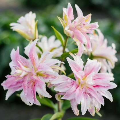 Ľalia Magic Star - Lilium - predaj cibuľovín - 1 ks