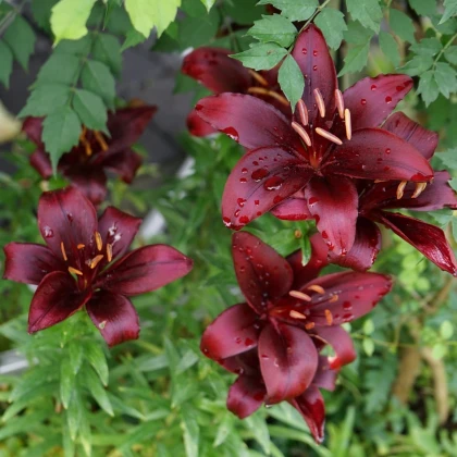 Ľalia Landini - Lilium - predaj cibuľovín - 1 ks