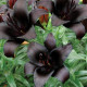 Ľalia Landini - Lilium - predaj cibuľovín - 1 ks