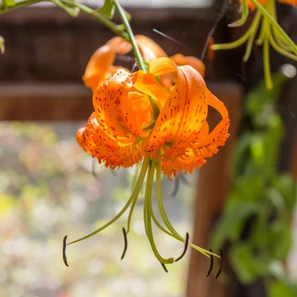 Ľalia Henryi - Lilium - predaj cibuľovín - 1 ks