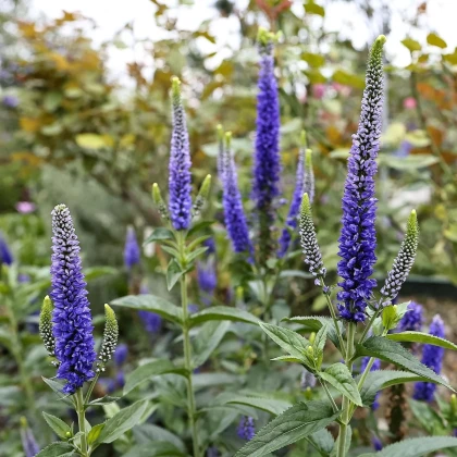 Rozrazil klasnatý - Veronica spicata - predaj cibuľovín - 1 ks