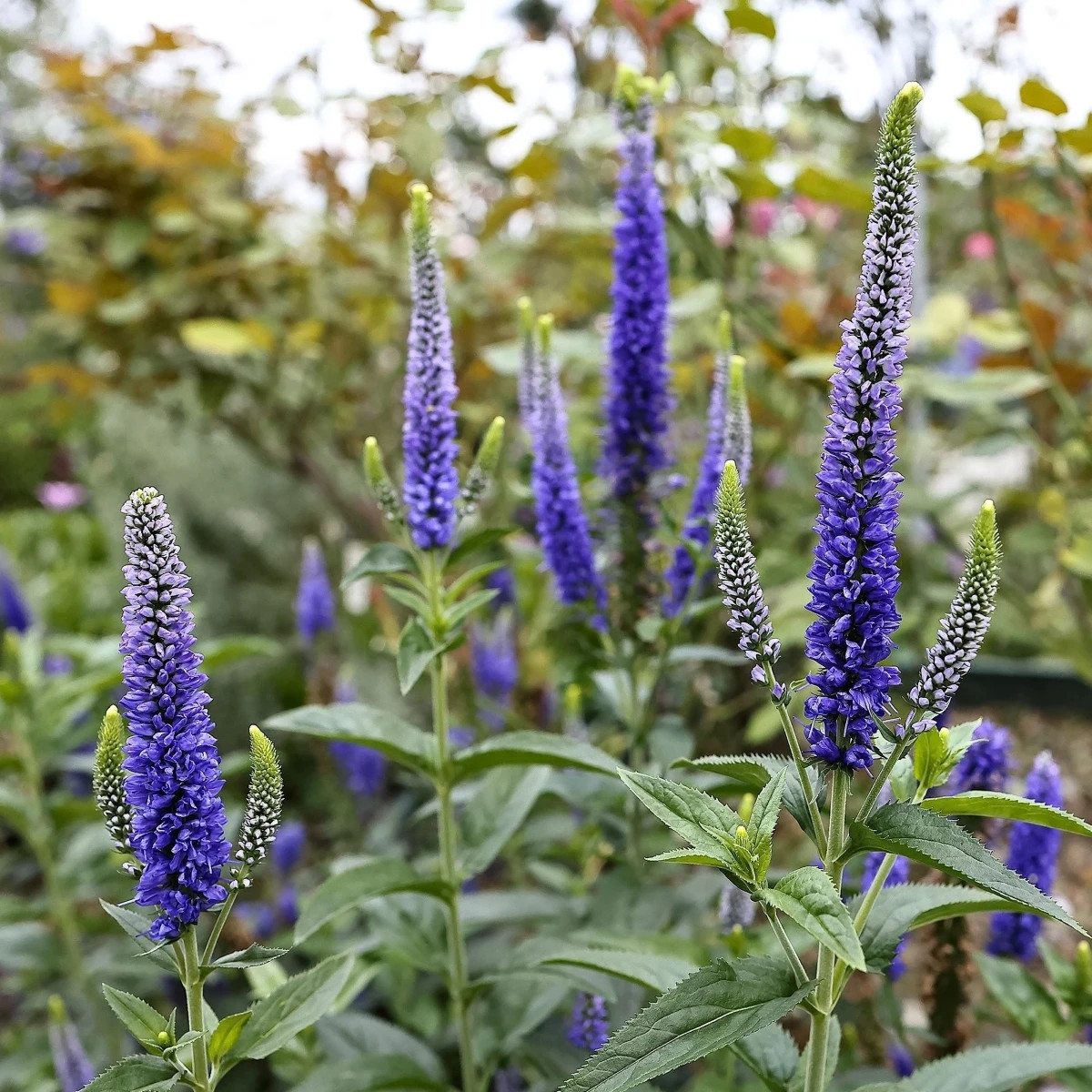 Rozrazil klasnatý - Veronica spicata - predaj cibuľovín - 1 ks