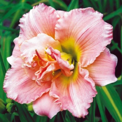 Ľaliovka Double Dream - Hemerocallis - predaj cibuľovín - 1 ks