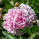 Pivonka Sarah Bernhardt - Paeonia lactiflora - predaj cibuľovín - 1 ks