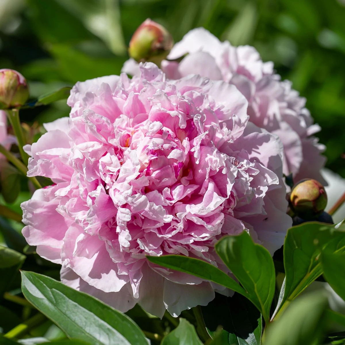 Pivonka Sarah Bernhardt - Paeonia lactiflora - predaj cibuľovín - 1 ks