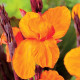 Kana Jivago - Canna - predaj cibuľovín - 1 ks