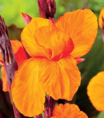 Kana Jivago - Canna - predaj cibuľovín - 1 ks