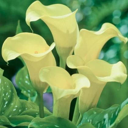Kala Albomaculata - Zantedeschia - predaj cibuľovín - 1 ks