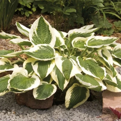 Funkia - Hosta Patriot - predaj cibuľovín - 1 ks