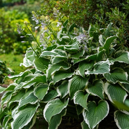 Funkia - Hosta Patriot - predaj cibuľovín - 1 ks