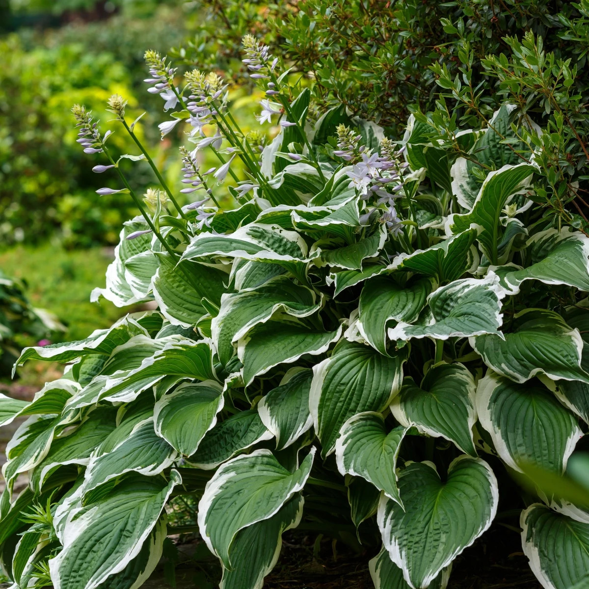 Funkia - Hosta Patriot - predaj cibuľovín - 1 ks