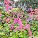 Astilba Thunbergii Straussenfeder - Astilbe - predaj cibuľovín - 1 ks