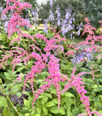 Astilba Thunbergii Straussenfeder - Astilbe - predaj cibuľovín - 1 ks
