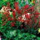 Heuchera krvavá - Heuchera sanquinea - predaj voľnokorenných sadeníc - 1ks