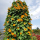 Tunbergia krídlatá - Susie oranžová - Thunbergia alata - predaj semien - 12 ks