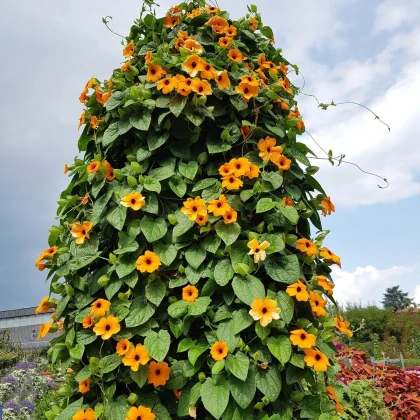 Tunbergia krídlatá - Susie oranžová - Thunbergia alata - predaj semien - 12 ks
