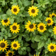 BIO Vitálka položená - Sanvitalia procumbens - predaj bio semien - 60 ks