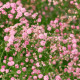 Gypsomilka latnatá ružová - Gypsophila paniculata - predaj jednoducho korenných sadeníc - 1 ks