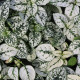 Podrastovka listoklasá Splash Select White - Hypoestes - predaj semien - 30 ks