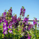 Angelónia úzkolistá Serenita purple - Angelonia serenita - semená angelónie - 6 ks