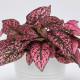 Podrastovka listoklasá Splash Select Rose – Hypoestes – predaj semien