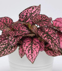 Podrastovka listoklasá Splash Select Rose – Hypoestes – predaj semien