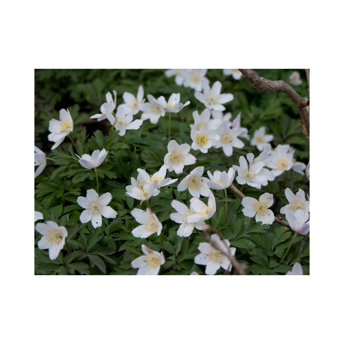 Veternica hájna - Anemone nemorosa - semiačka - 10 ks