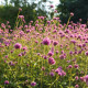 Gomfréna Fireworks - Gomphrena pulchella - predaj semien - 20 ks