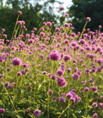 Gomfréna Fireworks - Gomphrena pulchella - predaj semien - 20 ks