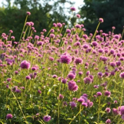 Gomfréna Fireworks - Gomphrena pulchella - predaj semien - 20 ks